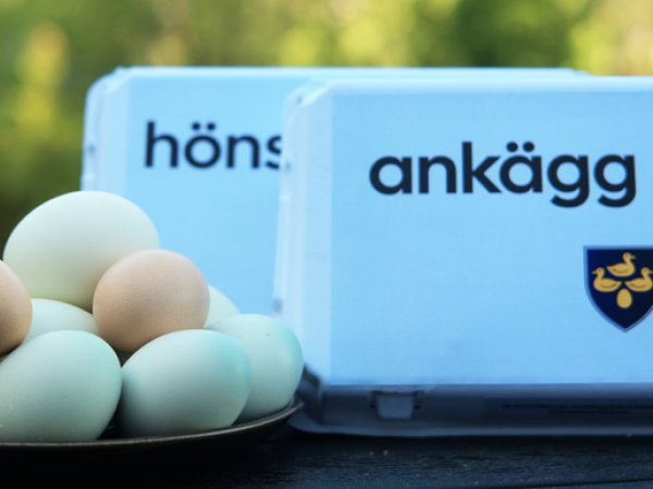 Äggkartong