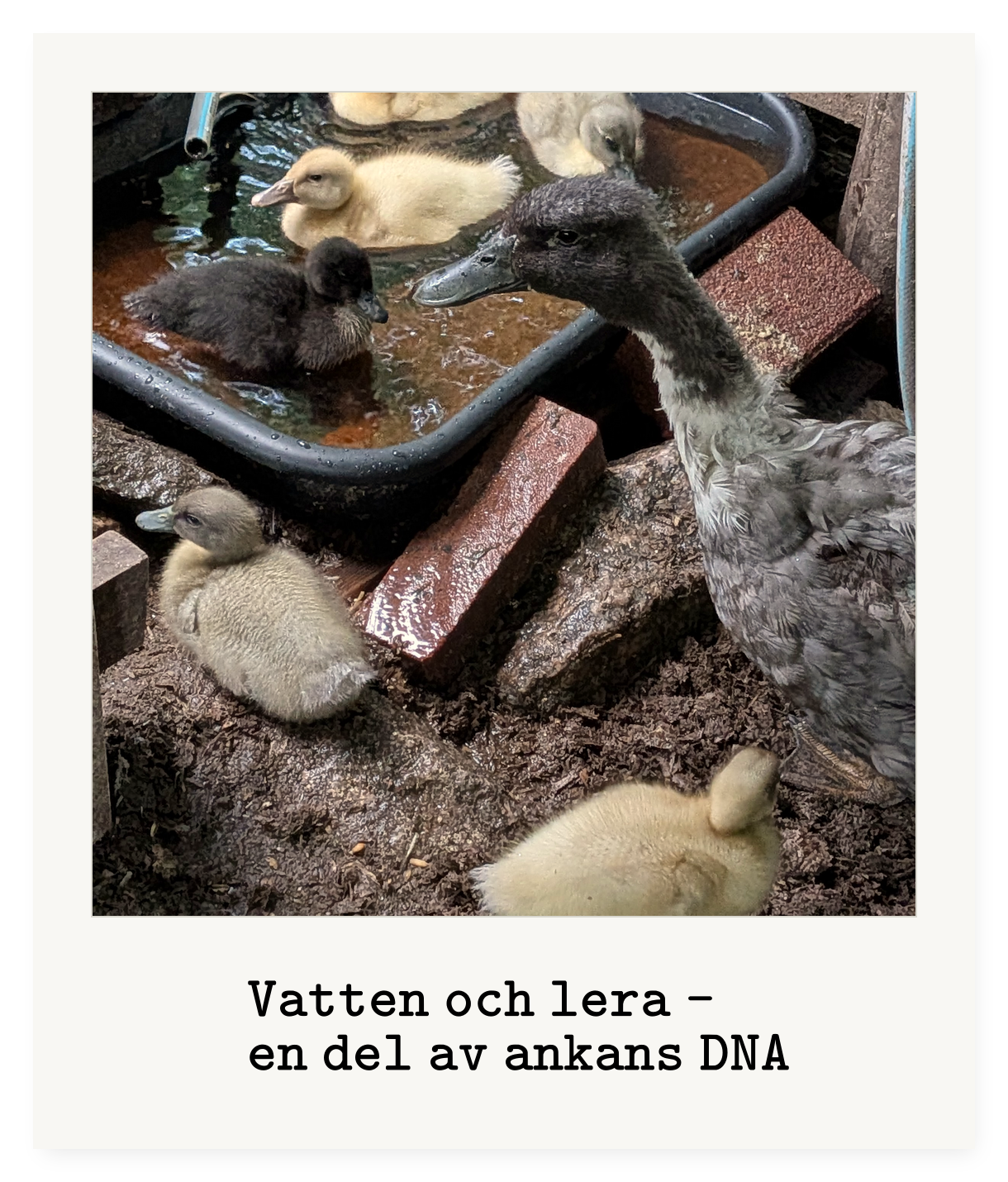 vatten_lera_alling